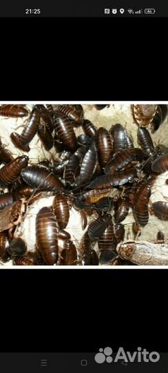 Кормовые тараканы