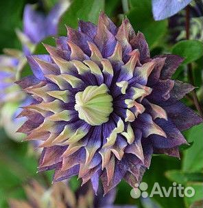 Саженцы клематиса шин шогу