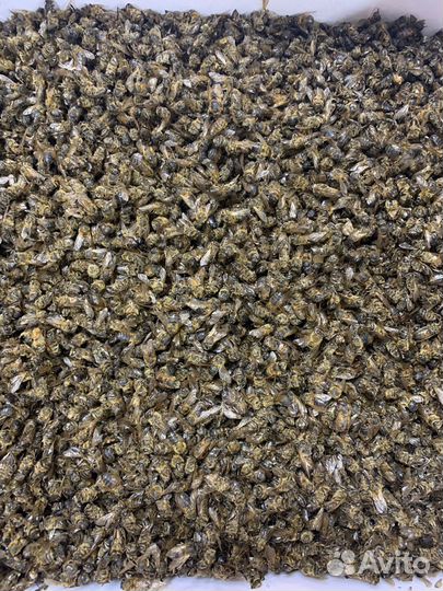 Личинки восковой моли (огневка), подмор