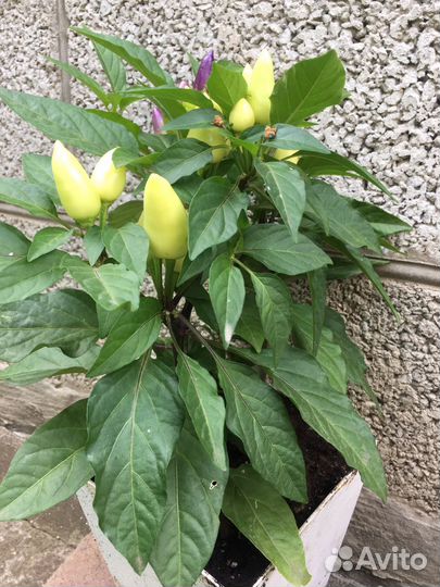 Перец комнатный острый