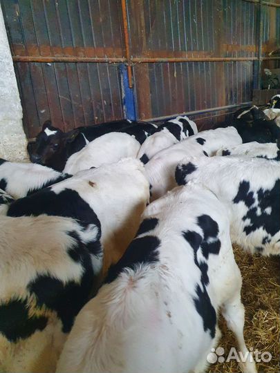 Продаются телята