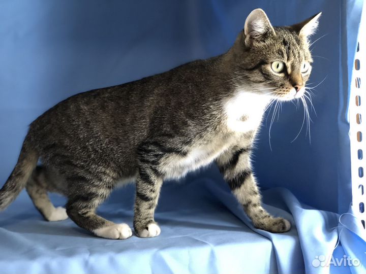 Кошка мышеловка