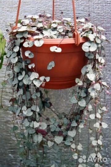 Церопегия Вуда