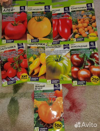 Рассада: базилик и томаты