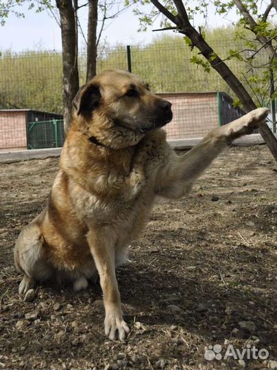 Портос в приюте очень ждёт хозяина