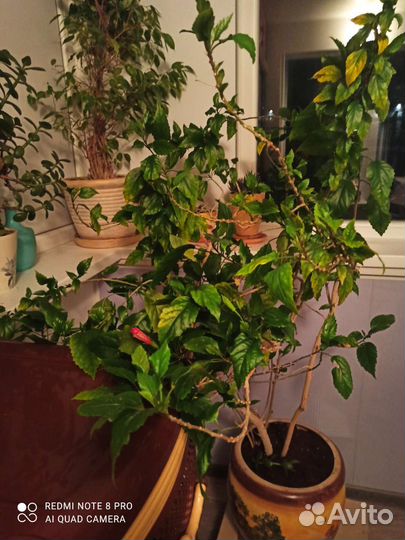 Гибискус китайская роза цветущая большая