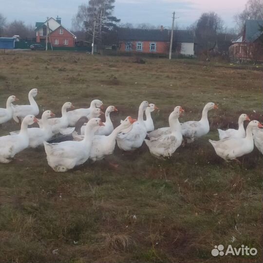 Гуси на завод