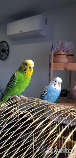 Волнистый попугай