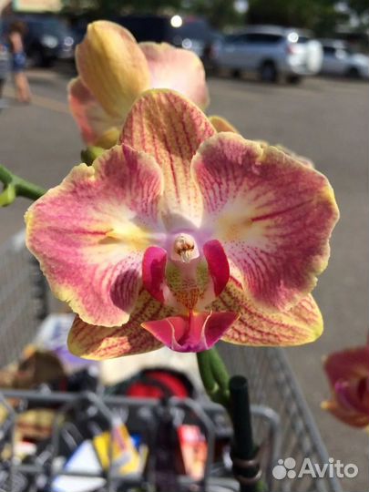 Phalaenopsis азиаты подростки 1000