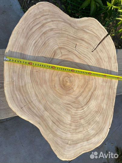 Спил карагача (вяза)