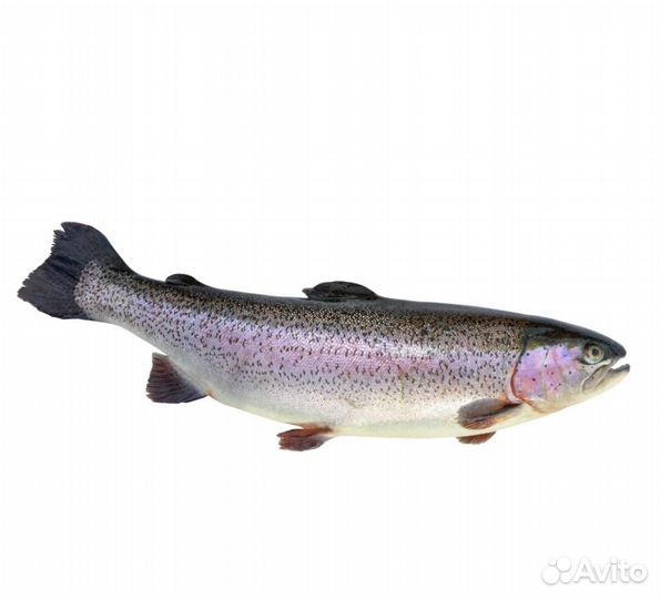 Черноморская форель оптом
