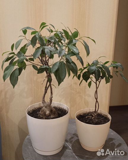 Фикус гинсенг