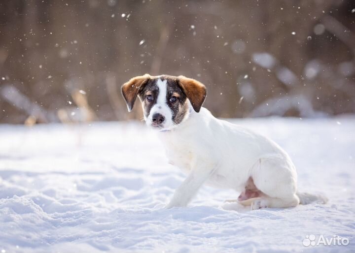 Особенный щенок