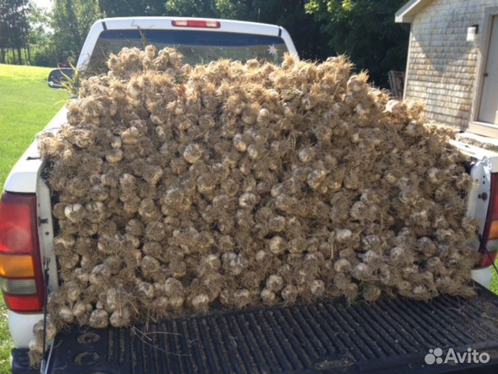 Чеснок лучшие сорта озимого и ярового чеснока