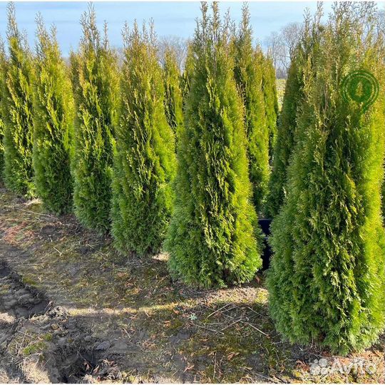 Туя с доставкой на участок