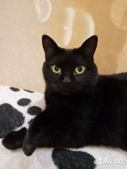 Передержка кошек