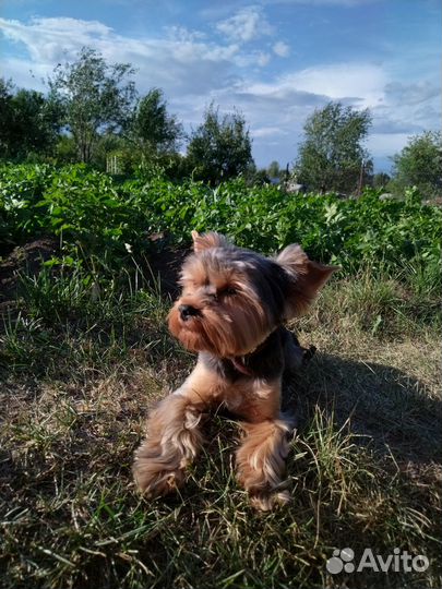 Йоркширский терьер