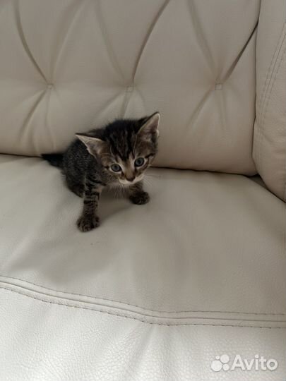 Отдам котят