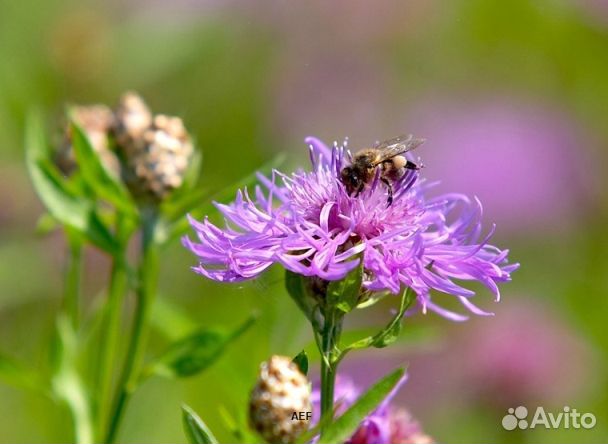 Мёд 2024 года натуральный опт