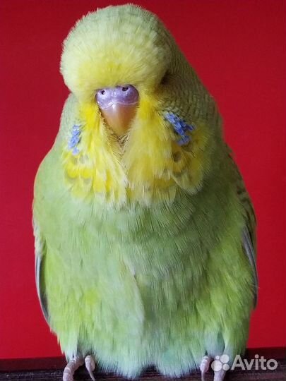 Продаются Чехи птенцы и взрослые