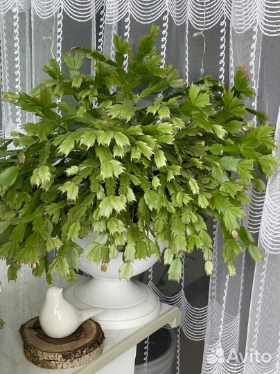 Декабрист Шлюмбергера Кактус Комнатные цветы