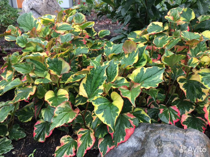 Хауттюйния и живучка вариегатная