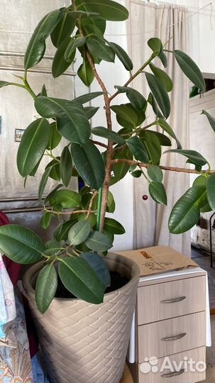 Фикус каучуконосный большой