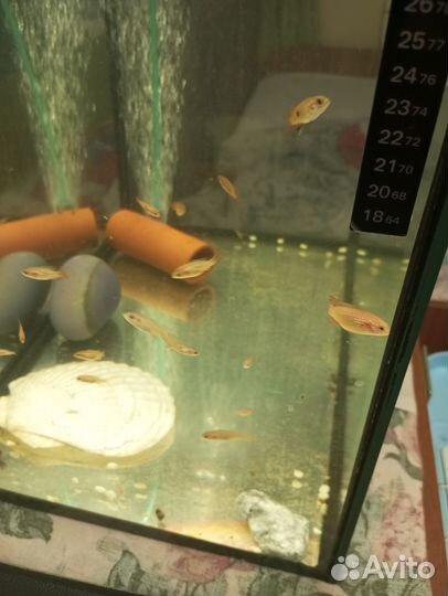 Хромис красавец