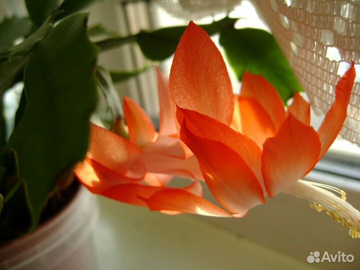 Шлюмбергера