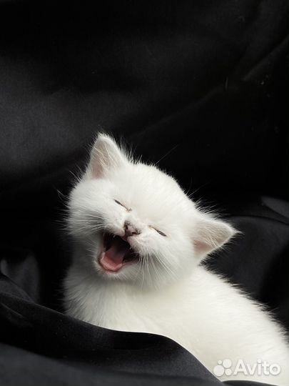 Британские котята серебристая шиншилла