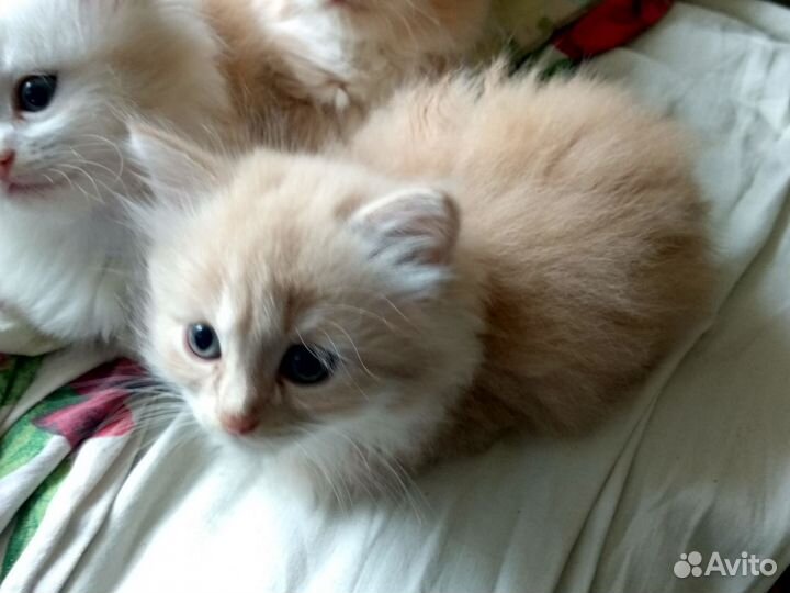 Кремовые котята, 1,5 месяца