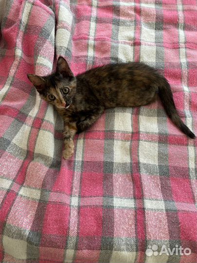 Котенок-девочка черепашка 3 мес