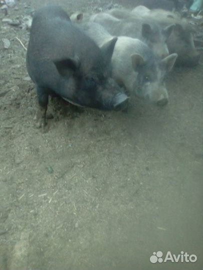 Вьетнамские вислобрюхие поросята