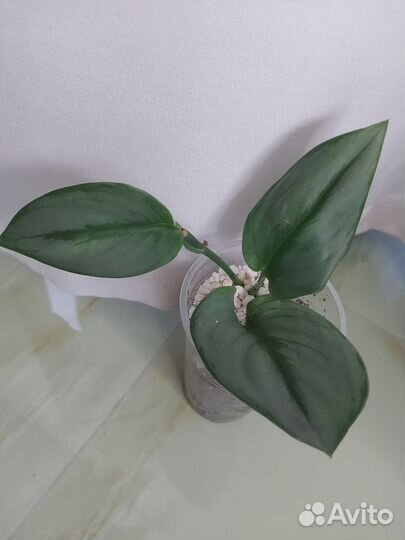 Аглаонема, сциндапсус, филодендрон