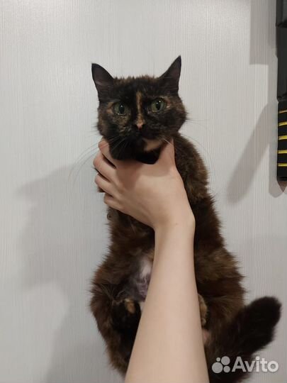 Кошка в дар бесплатно