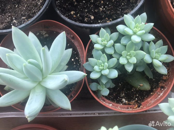 Суккуленты