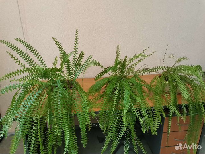 Папоротник