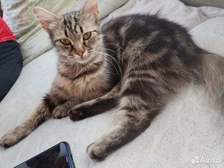 Кошка- подросток (М) девочка