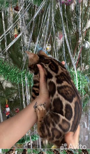 Бенгальские котята