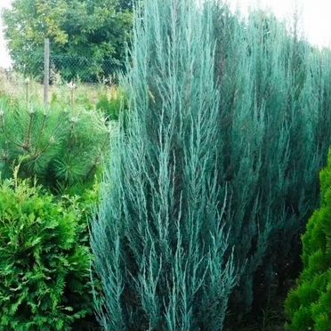 Можжевельник Блю эрроу