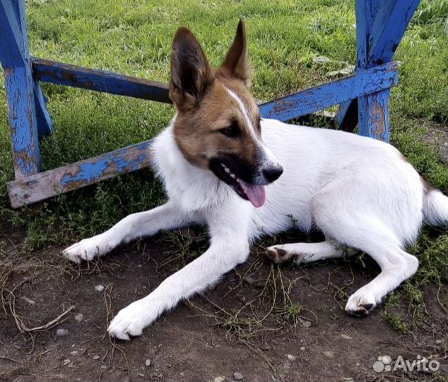 Щенок-подросток (девочка) в добрые руки