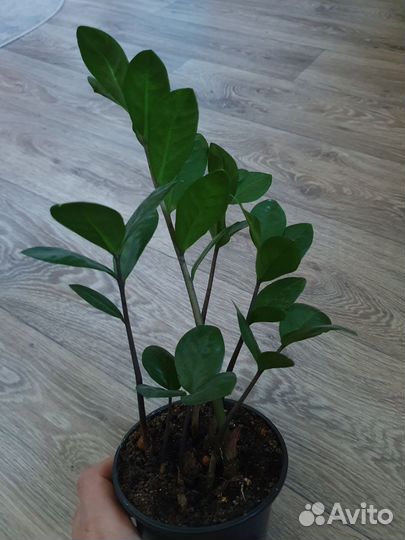 Замиокулькас