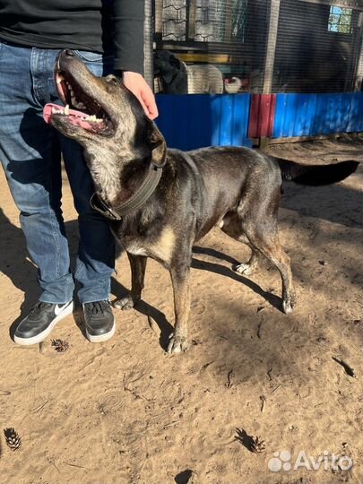 Собака в добрые руки