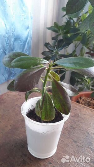 Синадениум