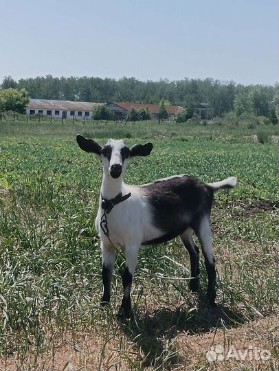 Дойная коза, козлята