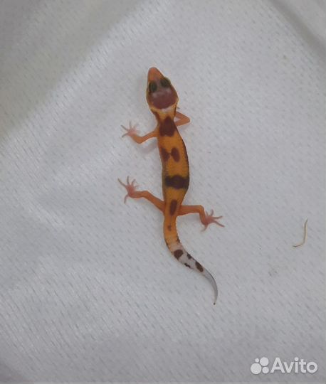Геккон эублефар