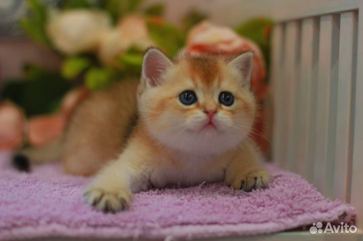 Плюшевый золотой котик с документами