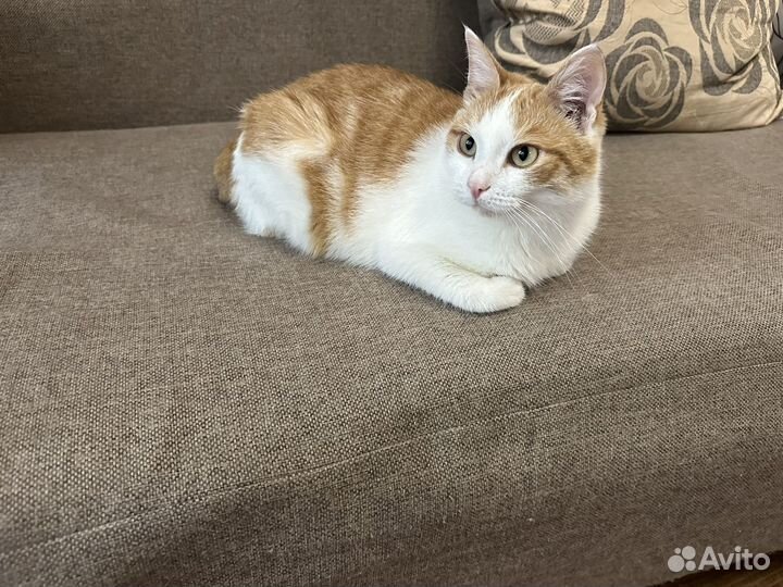 Рыжий кот