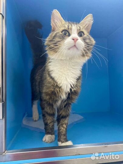 Кошки в добрые руки бесплатно