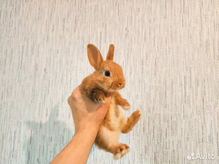 Мини карликовый кролик - добрый, ручной